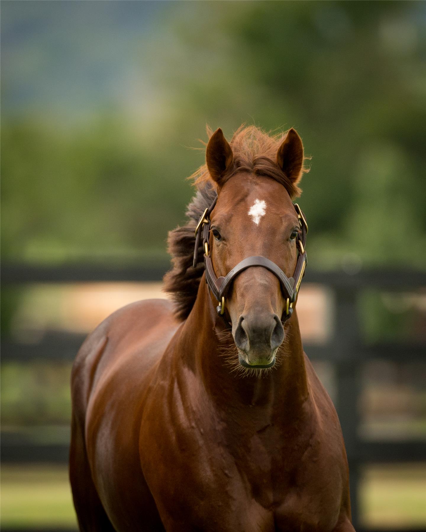 Capitalist at Newgate Farm