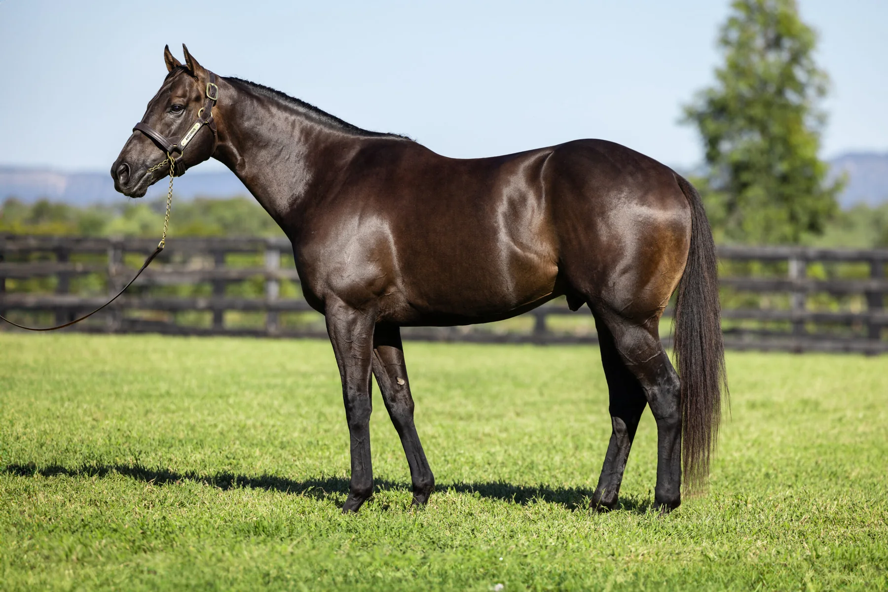 Artorius in an official Newgate Stud Farm gallery photograph