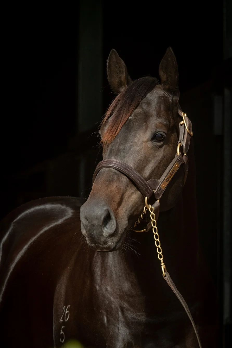 Brutal in an official Newgate Stud Farm gallery photograph