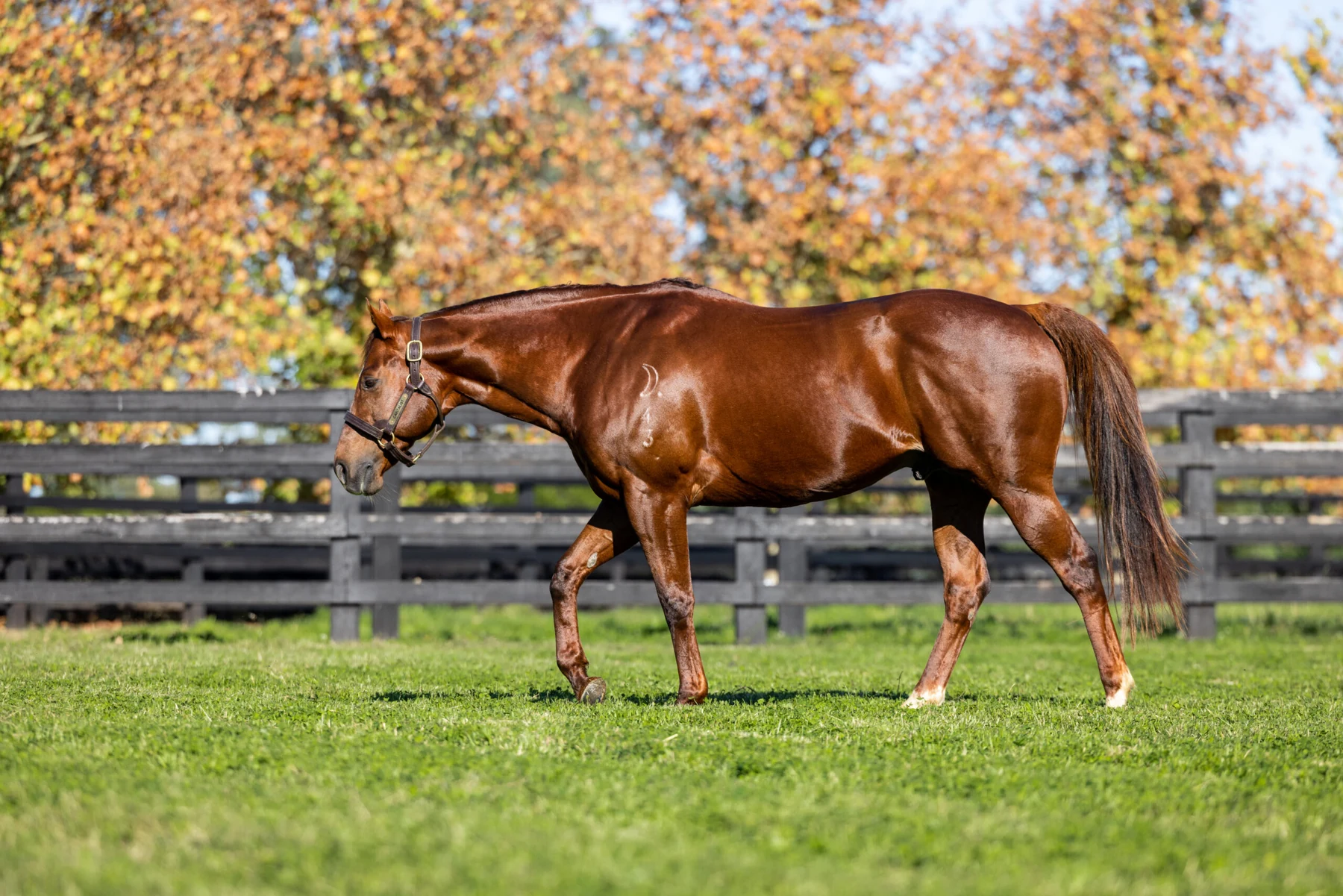 Capitalist in the autumn paddocks at Newgate Farm