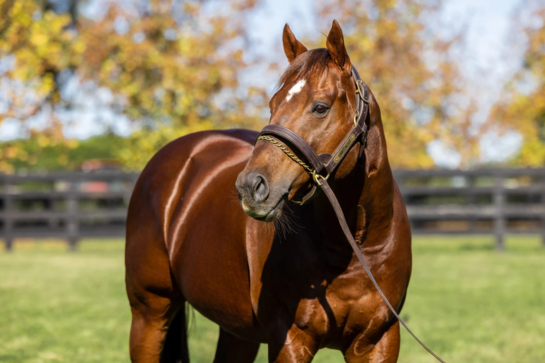 Capitalist, sire of Australia Stakes winner Hedged
