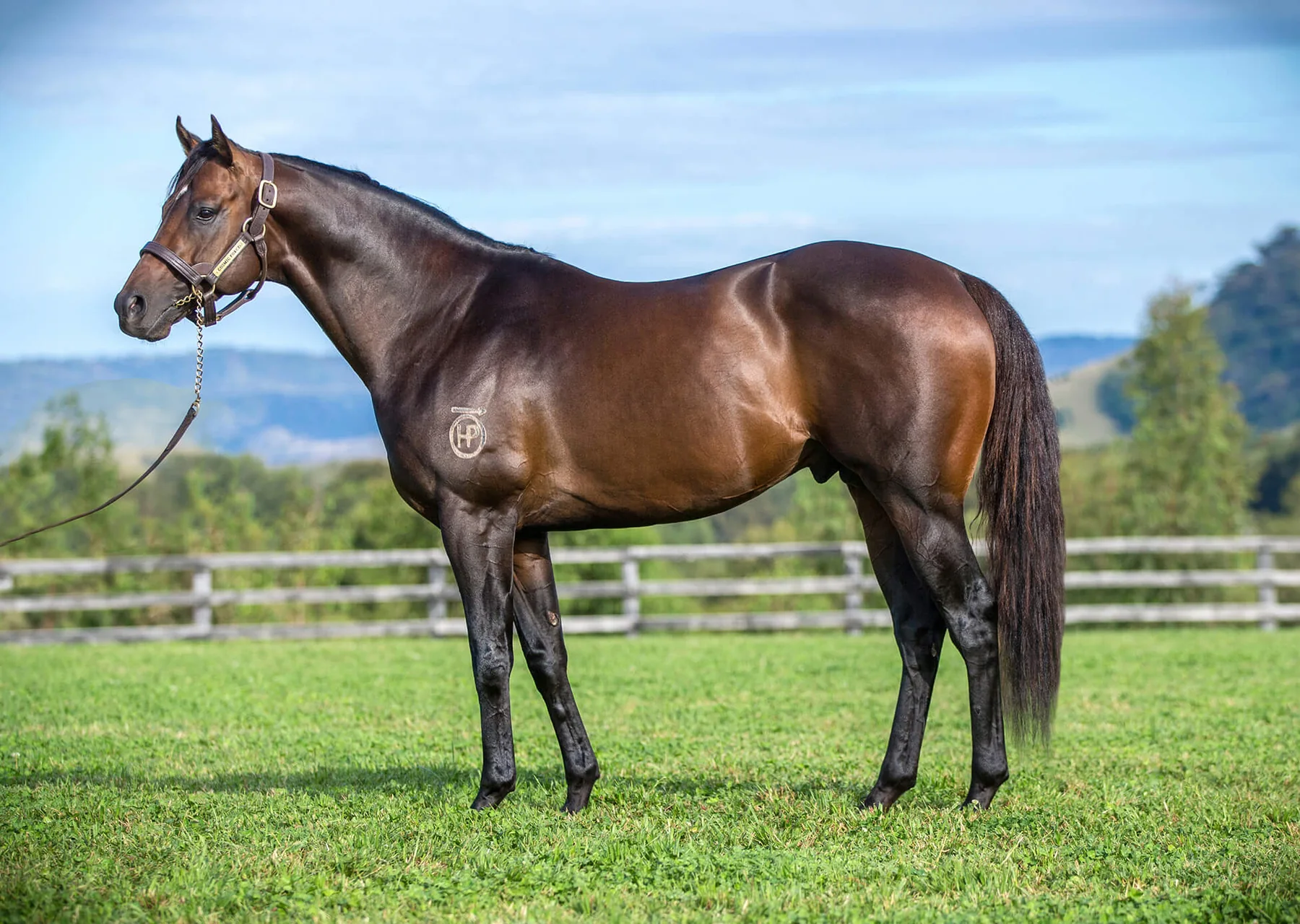 Cosmic Force standing in a full-body conformation photograph at Newgate Stud Farm