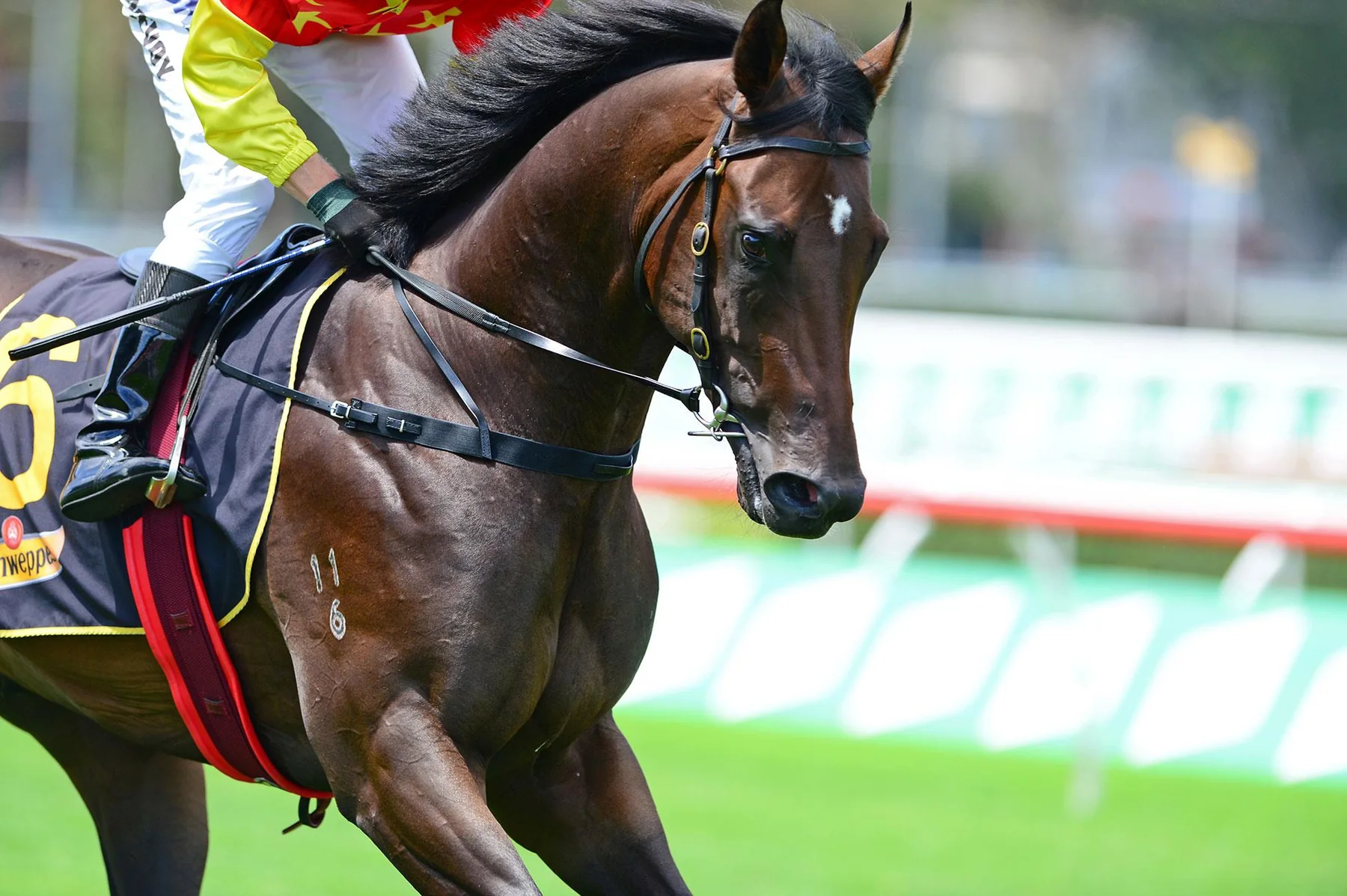 Cosmic Force in an official Newgate Stud Farm gallery photograph