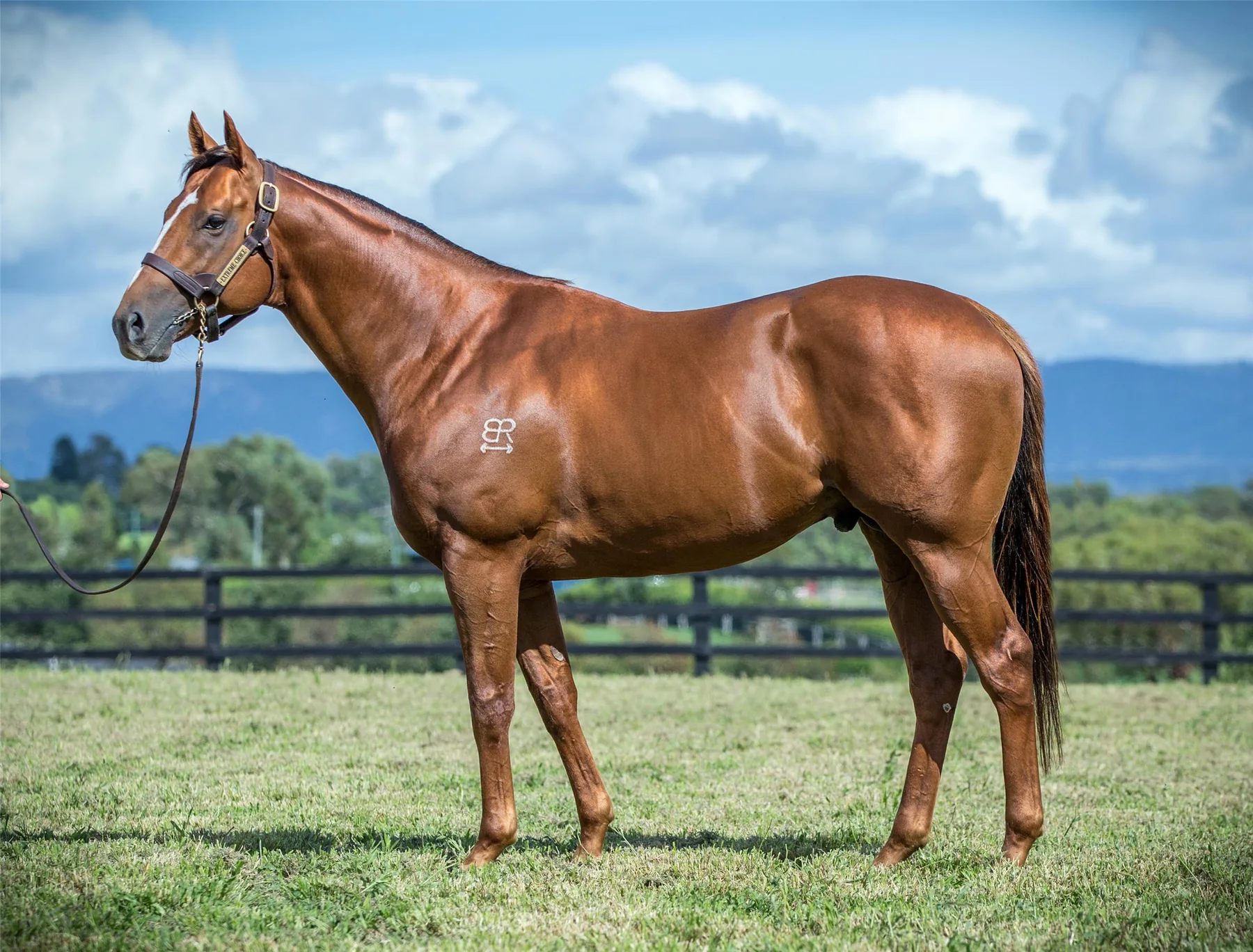 Extreme Choice standing in a full-body conformation photograph at Newgate Stud Farm
