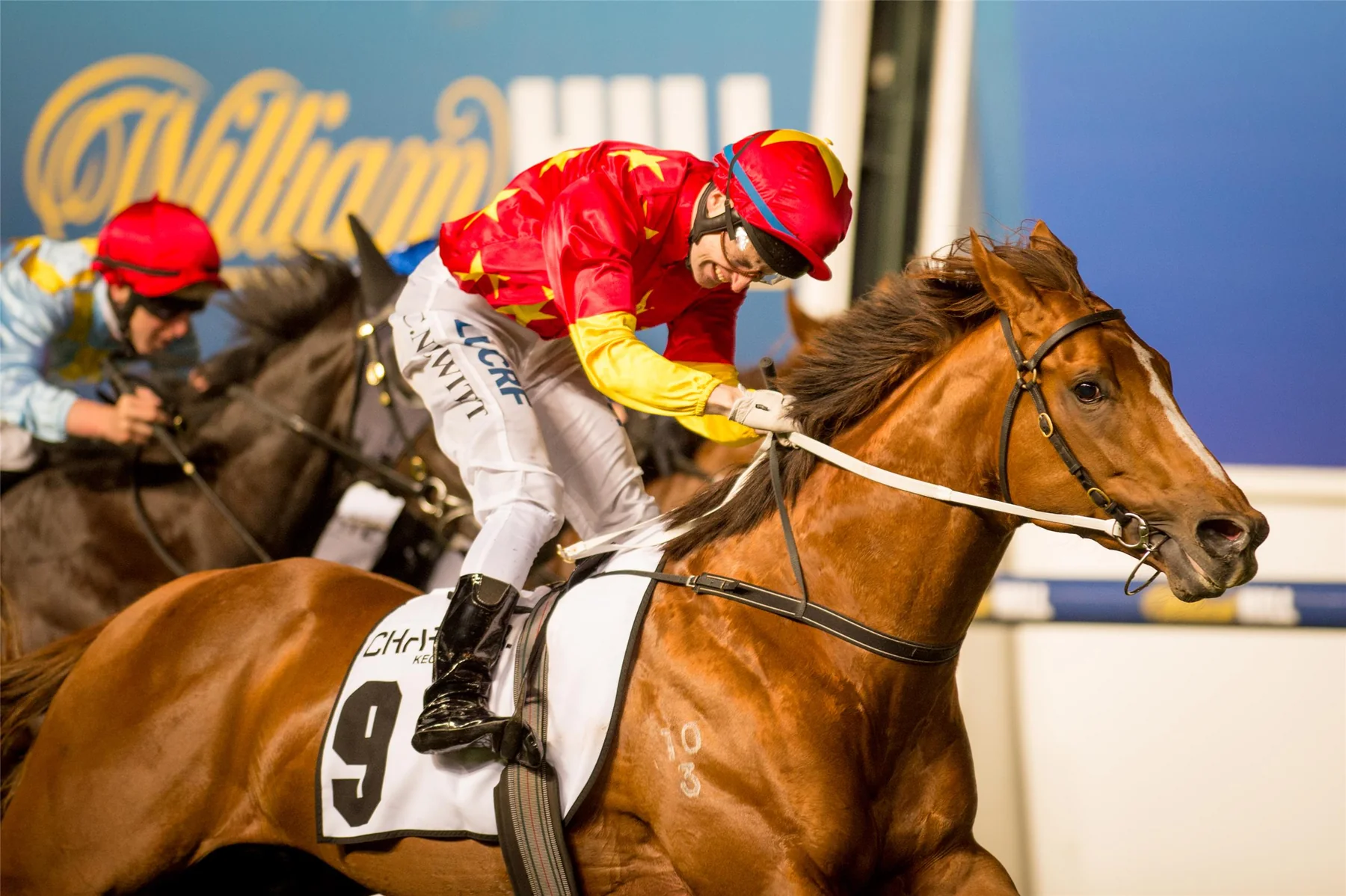 Extreme Choice in an official Newgate Stud Farm gallery photograph