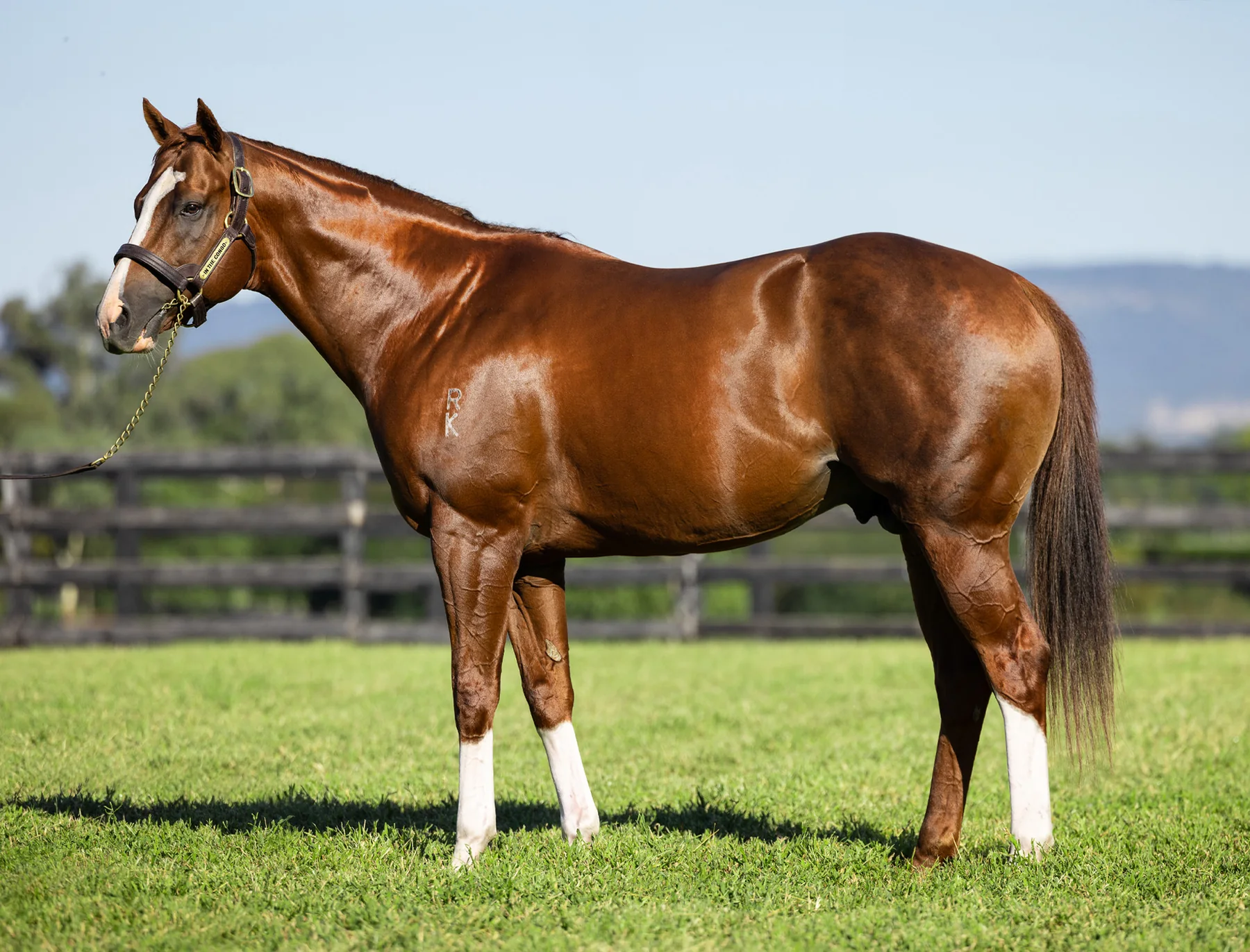 In The Congo standing in a full-body conformation photograph at Newgate Stud Farm