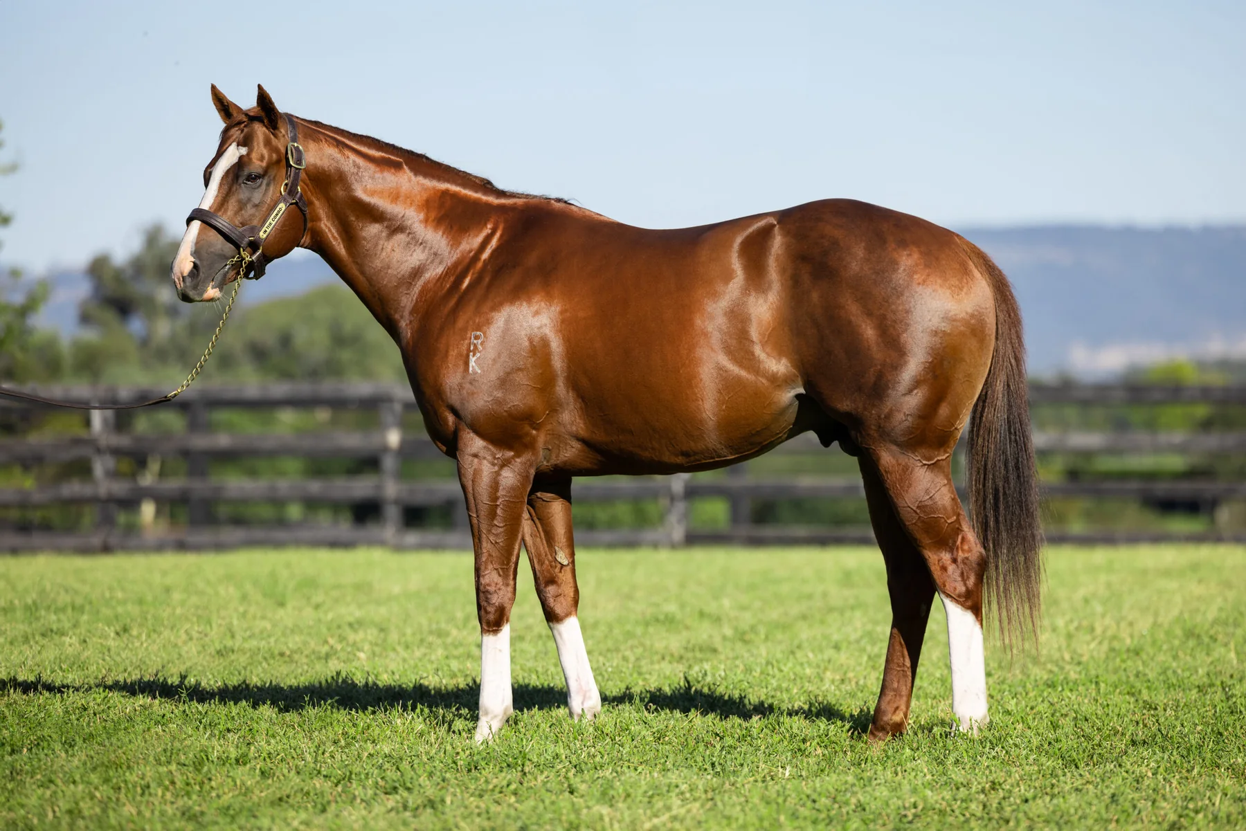 In The Congo in an official Newgate Stud Farm gallery photograph