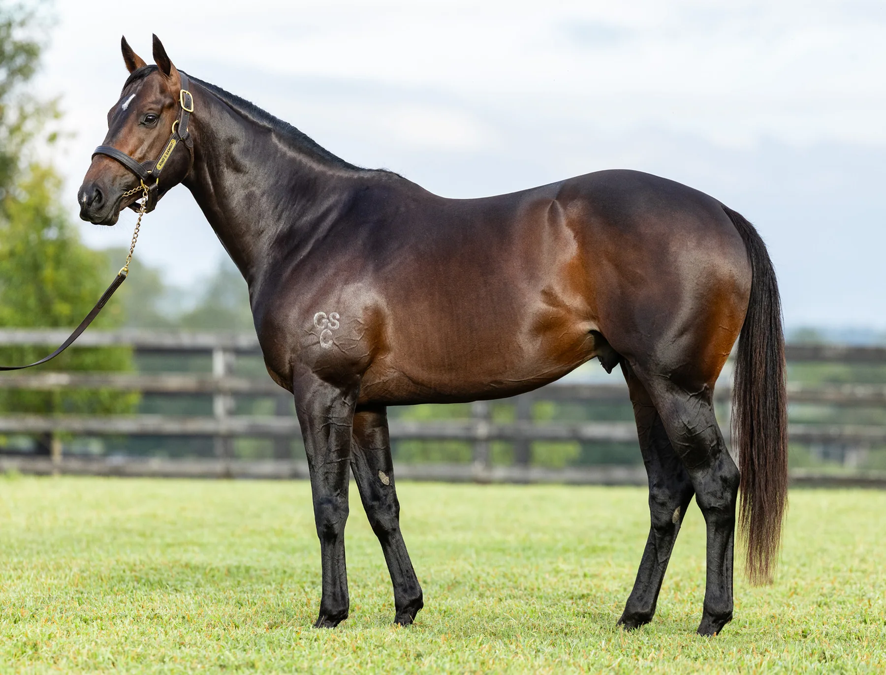 King's Gambit standing in a full-body conformation photograph at Newgate Stud Farm