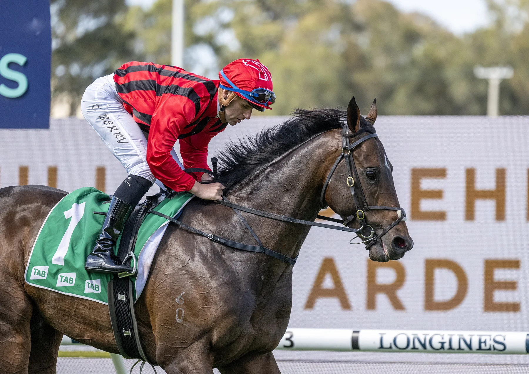 King's Gambit in an official Newgate Stud Farm gallery photograph