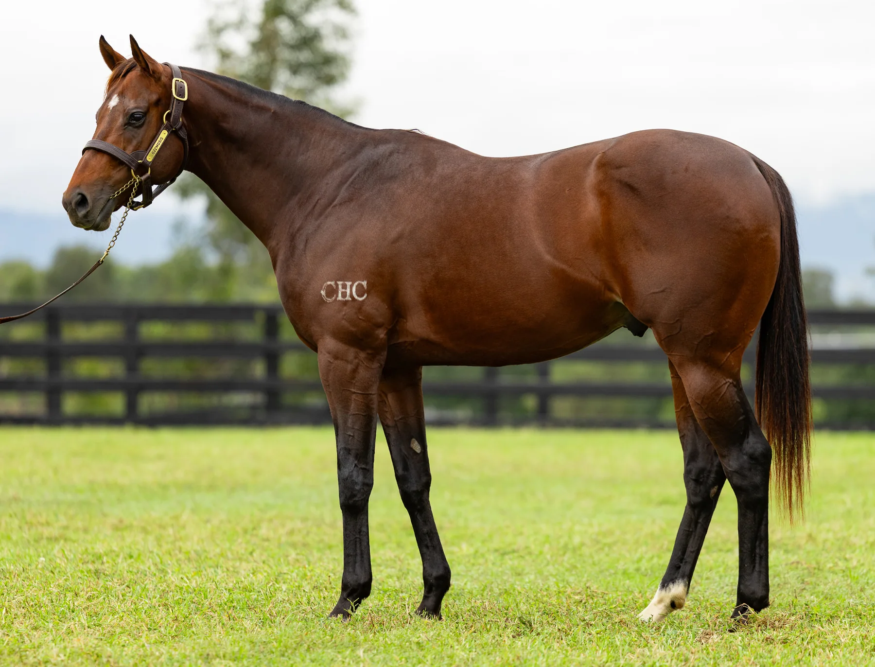 Ozzmosis standing in a full-body conformation photograph at Newgate Stud Farm