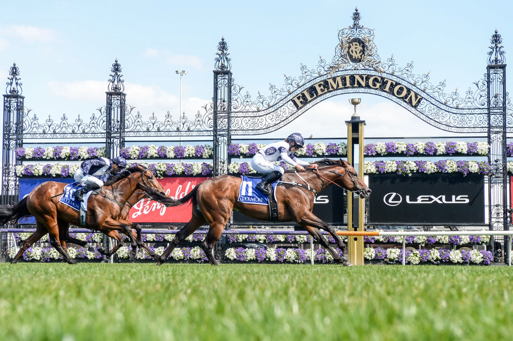 Ozzmosis in an official Newgate Stud Farm gallery photograph