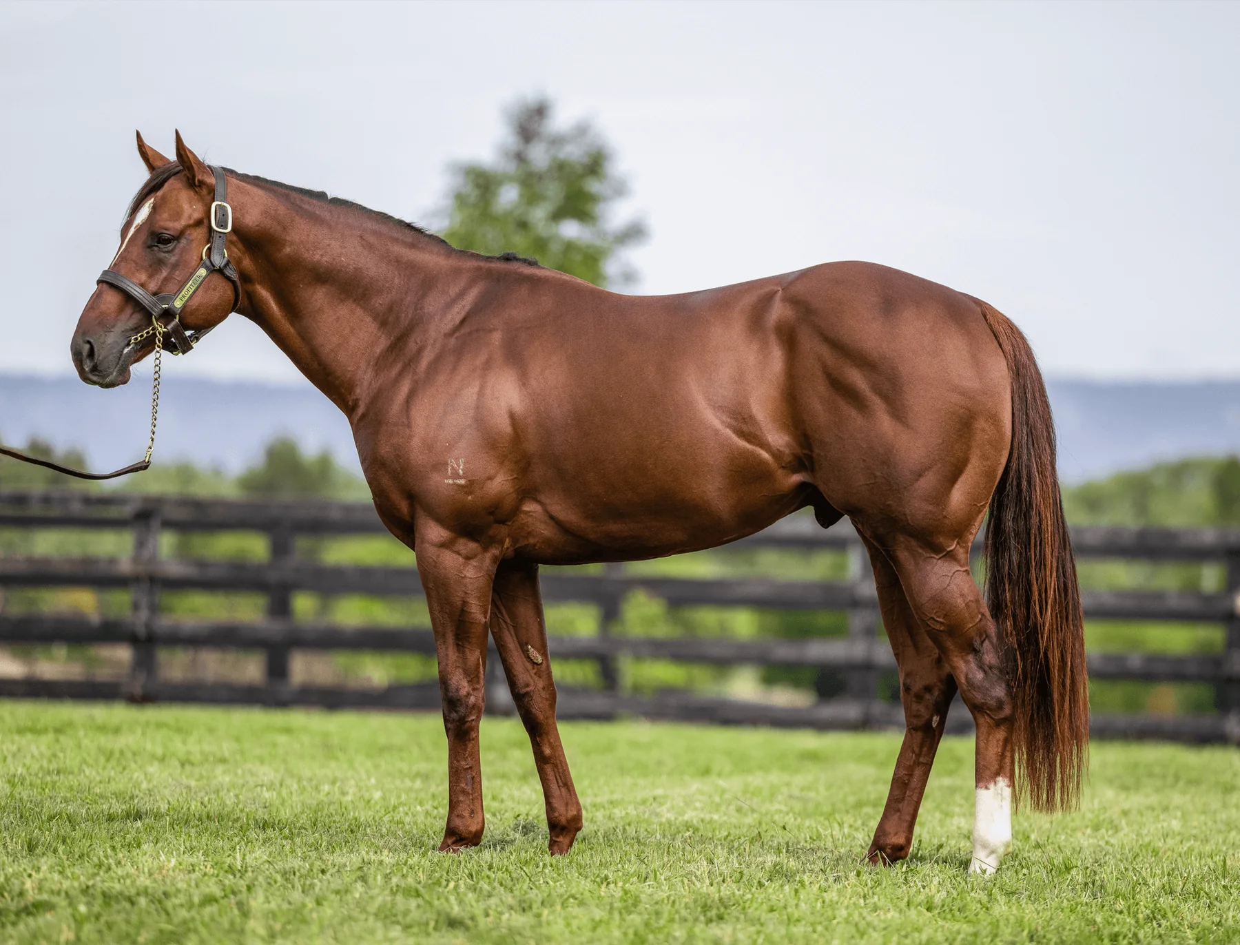 Profiteer standing in a full-body conformation photograph at Newgate Stud Farm