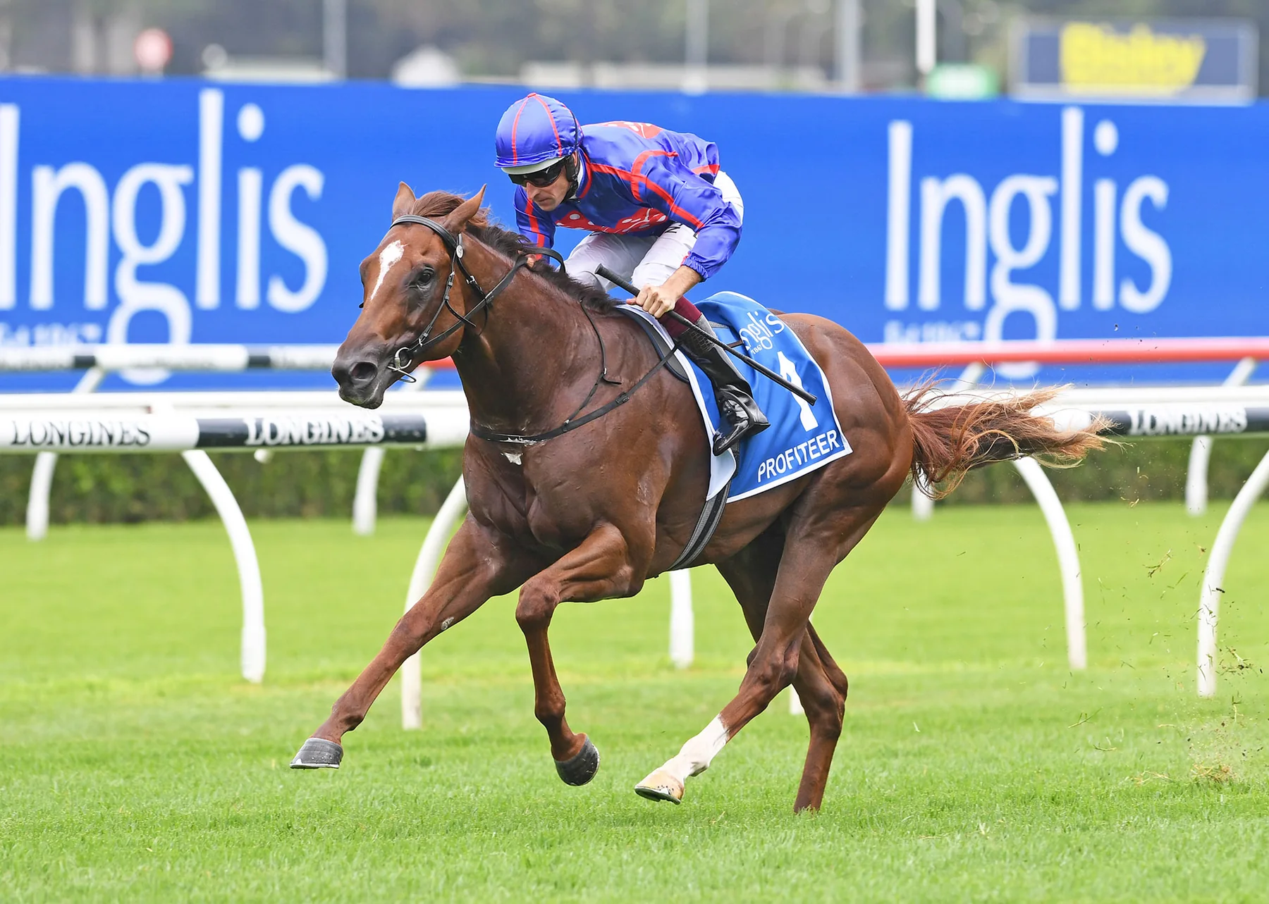 Profiteer in an official Newgate Stud Farm gallery photograph