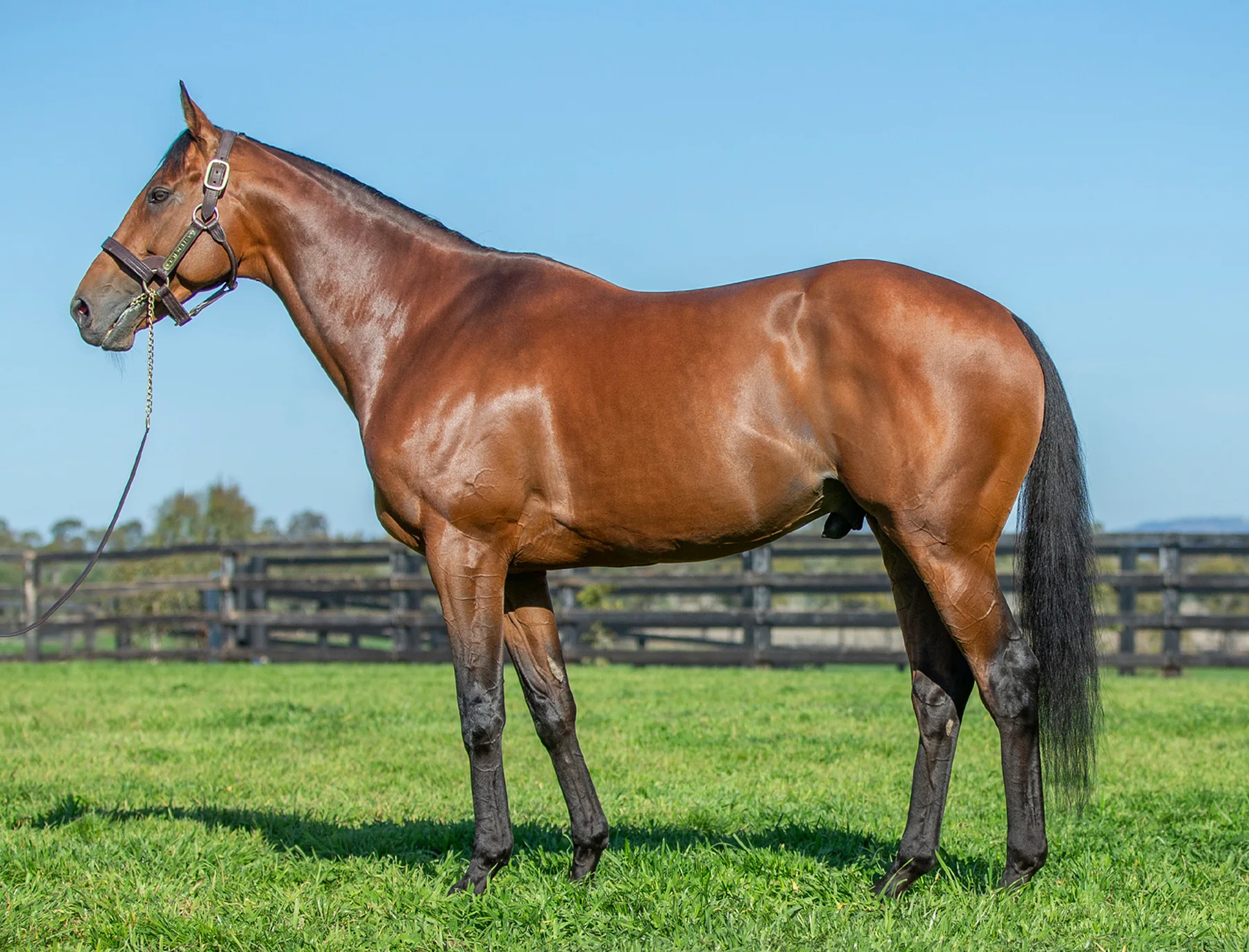 State of Rest standing in a full-body conformation photograph at Newgate Stud Farm