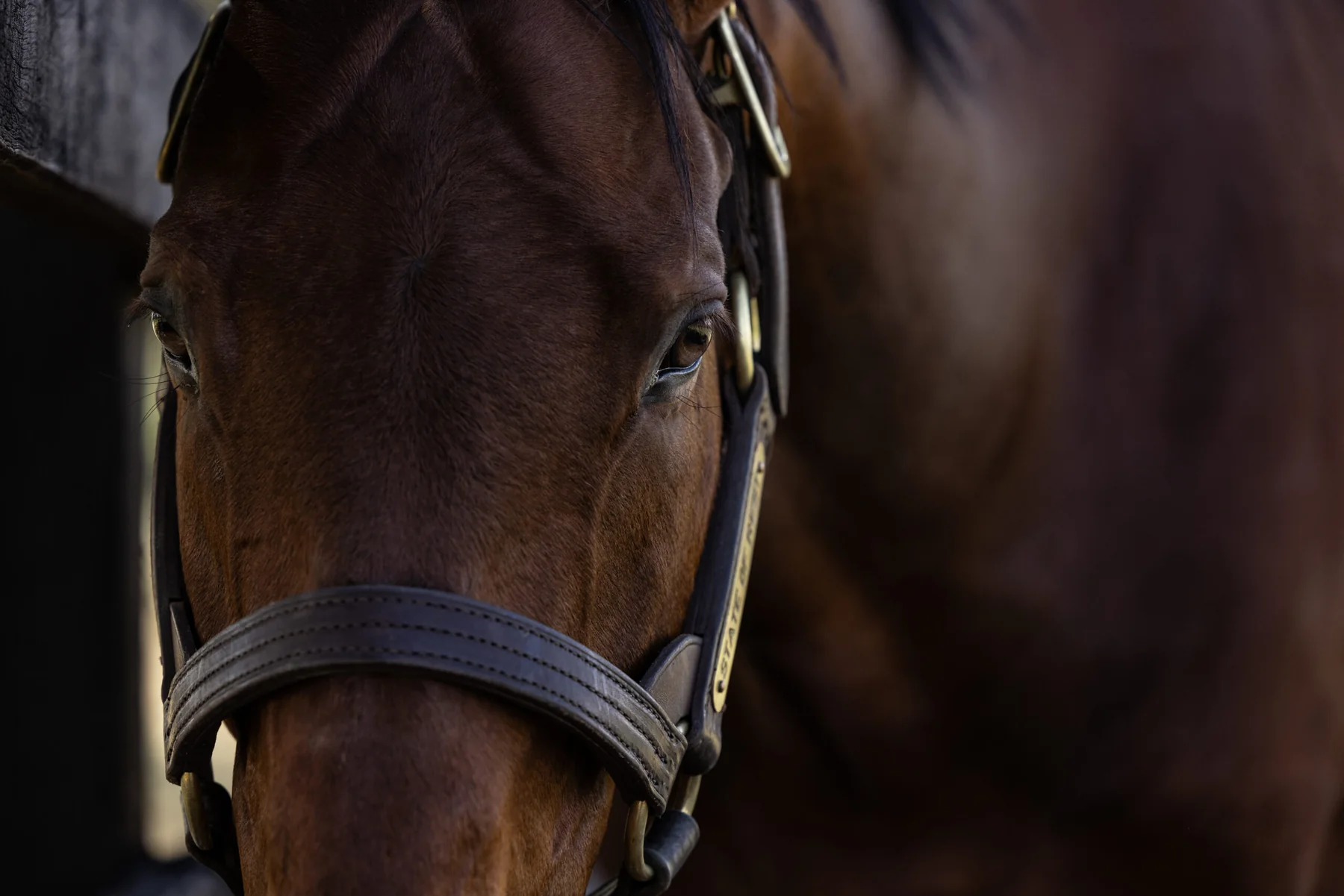State of Rest in an official Newgate Stud Farm gallery photograph