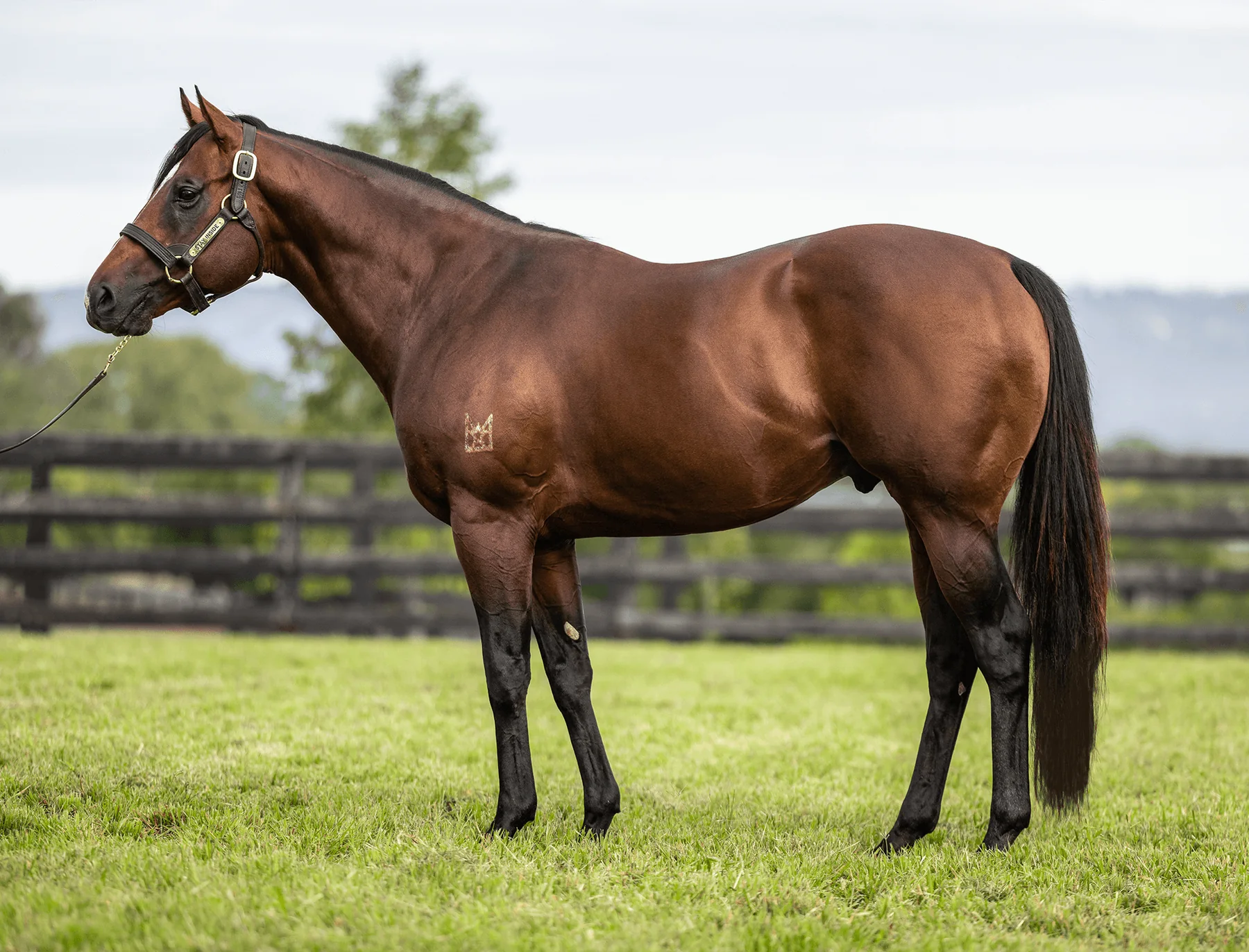 Stay Inside standing in a full-body conformation photograph at Newgate Stud Farm