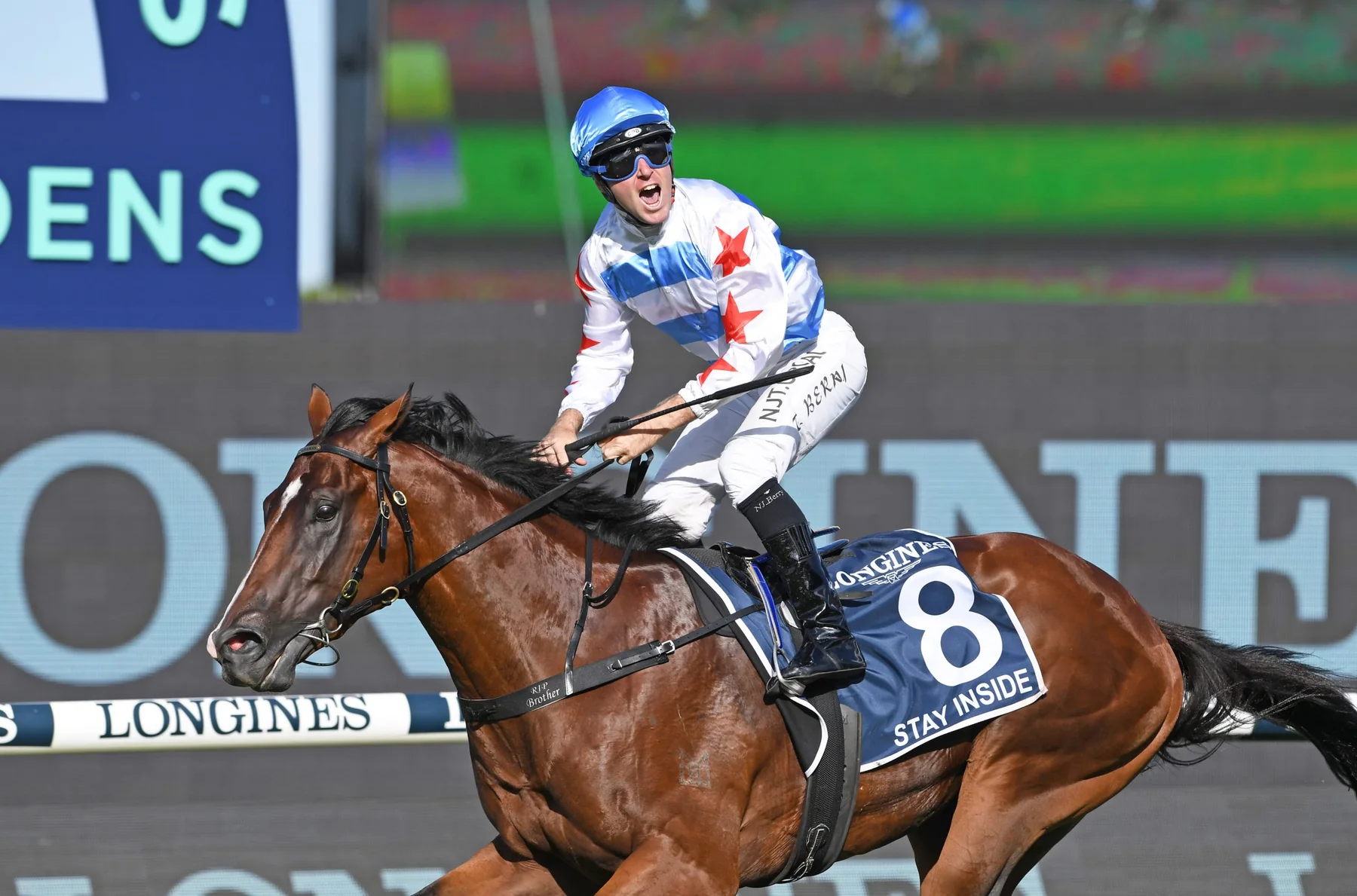 Stay Inside in an official Newgate Stud Farm gallery photograph