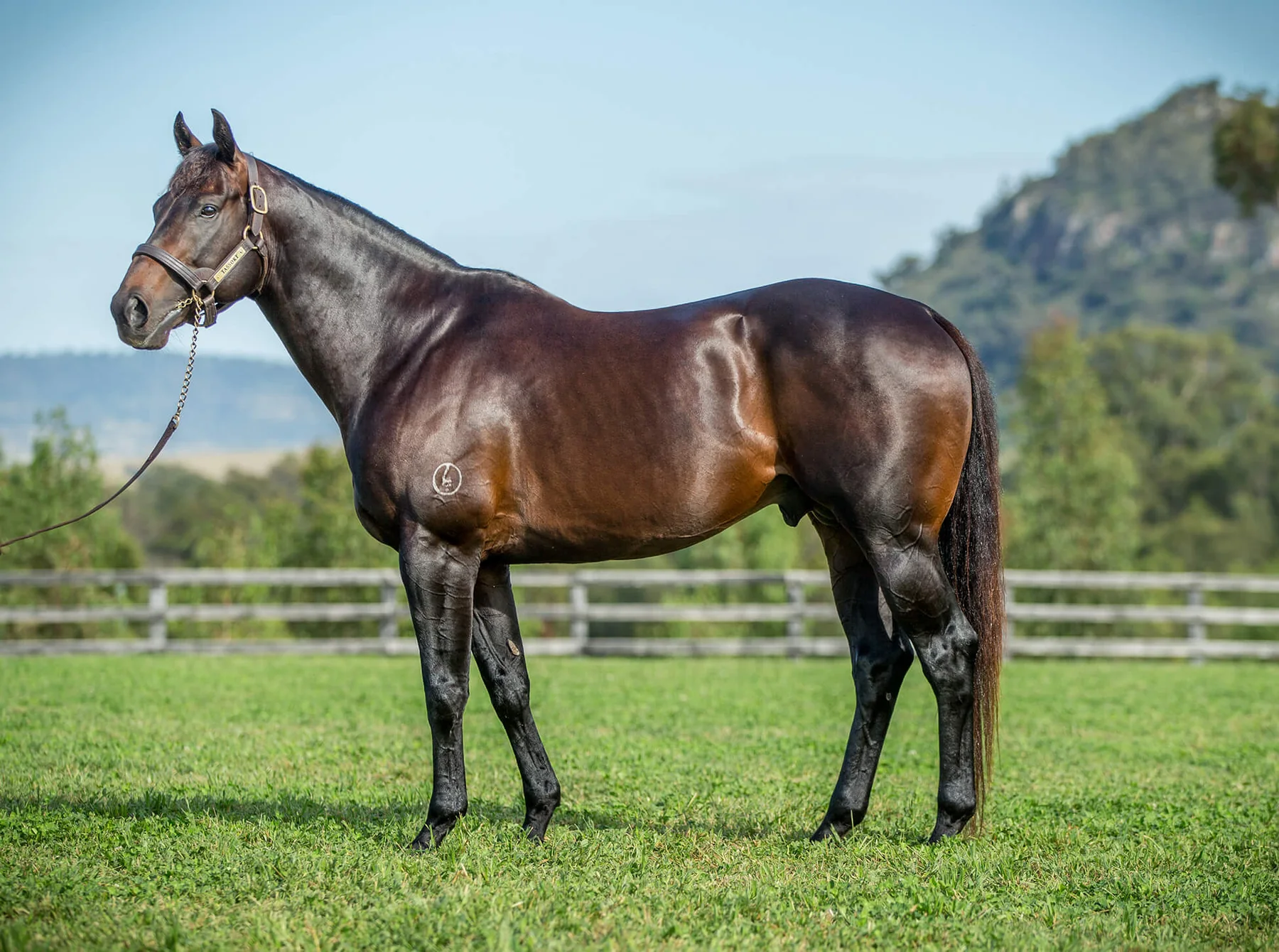 Tassort standing in a full-body conformation photograph at Newgate Stud Farm