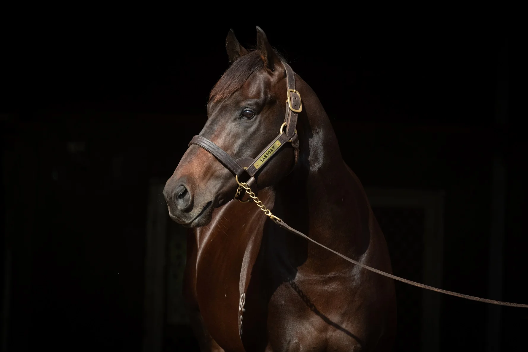 Tassort in an official Newgate Stud Farm gallery photograph