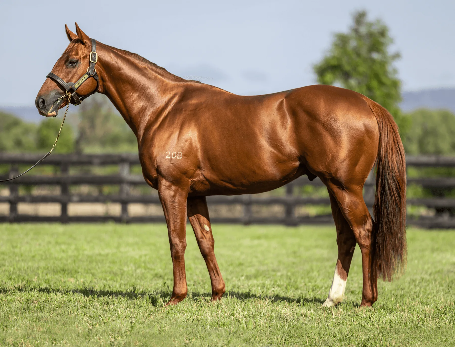 Tiger of Malay standing in a full-body conformation photograph at Newgate Stud Farm
