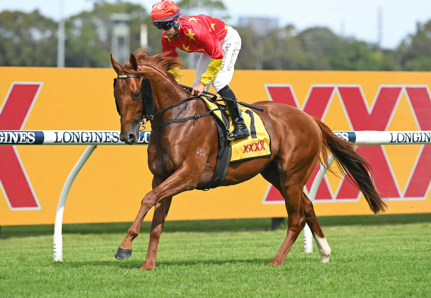 Tiger of Malay in an official Newgate Stud Farm gallery photograph