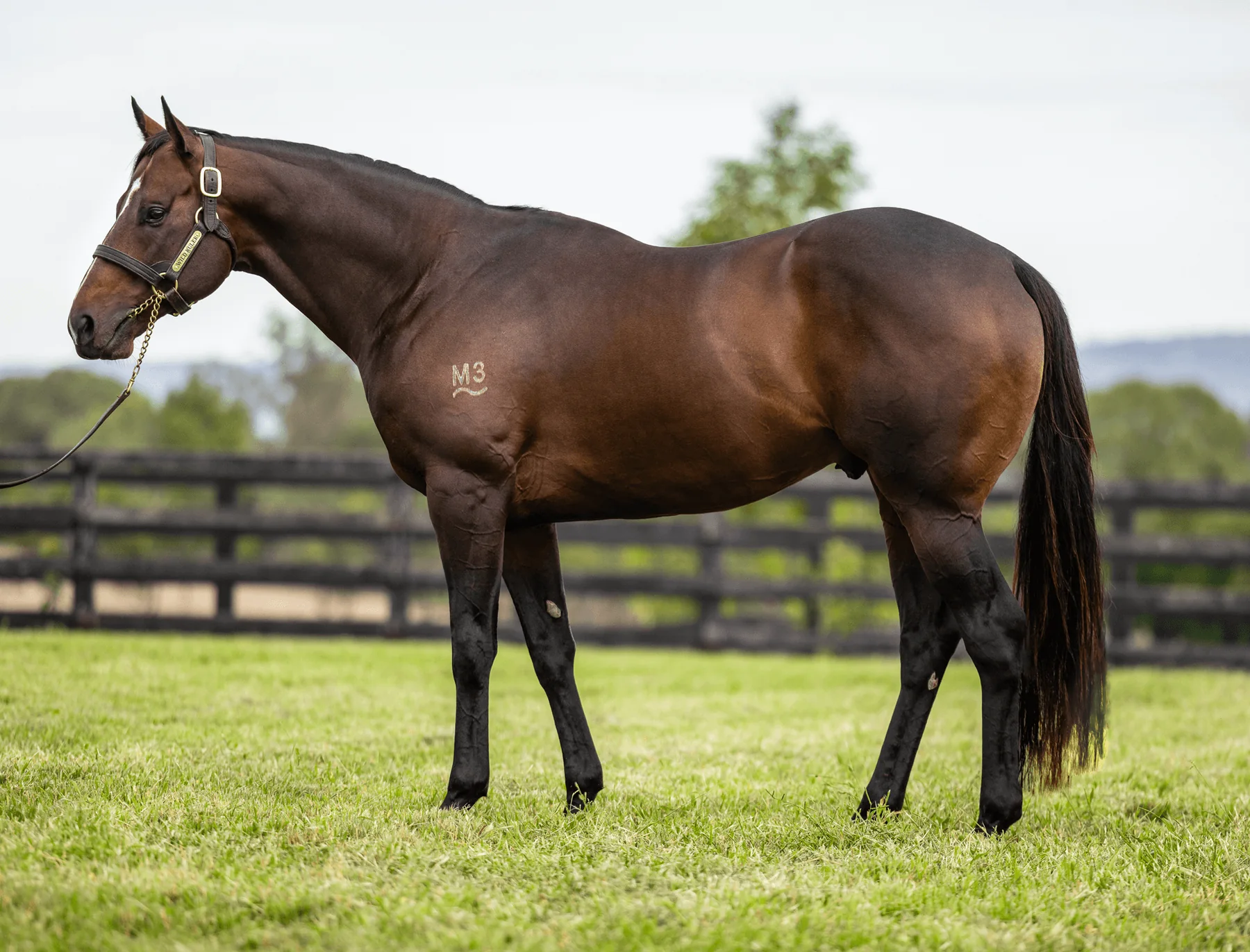 Wild Ruler standing in a full-body conformation photograph at Newgate Stud Farm