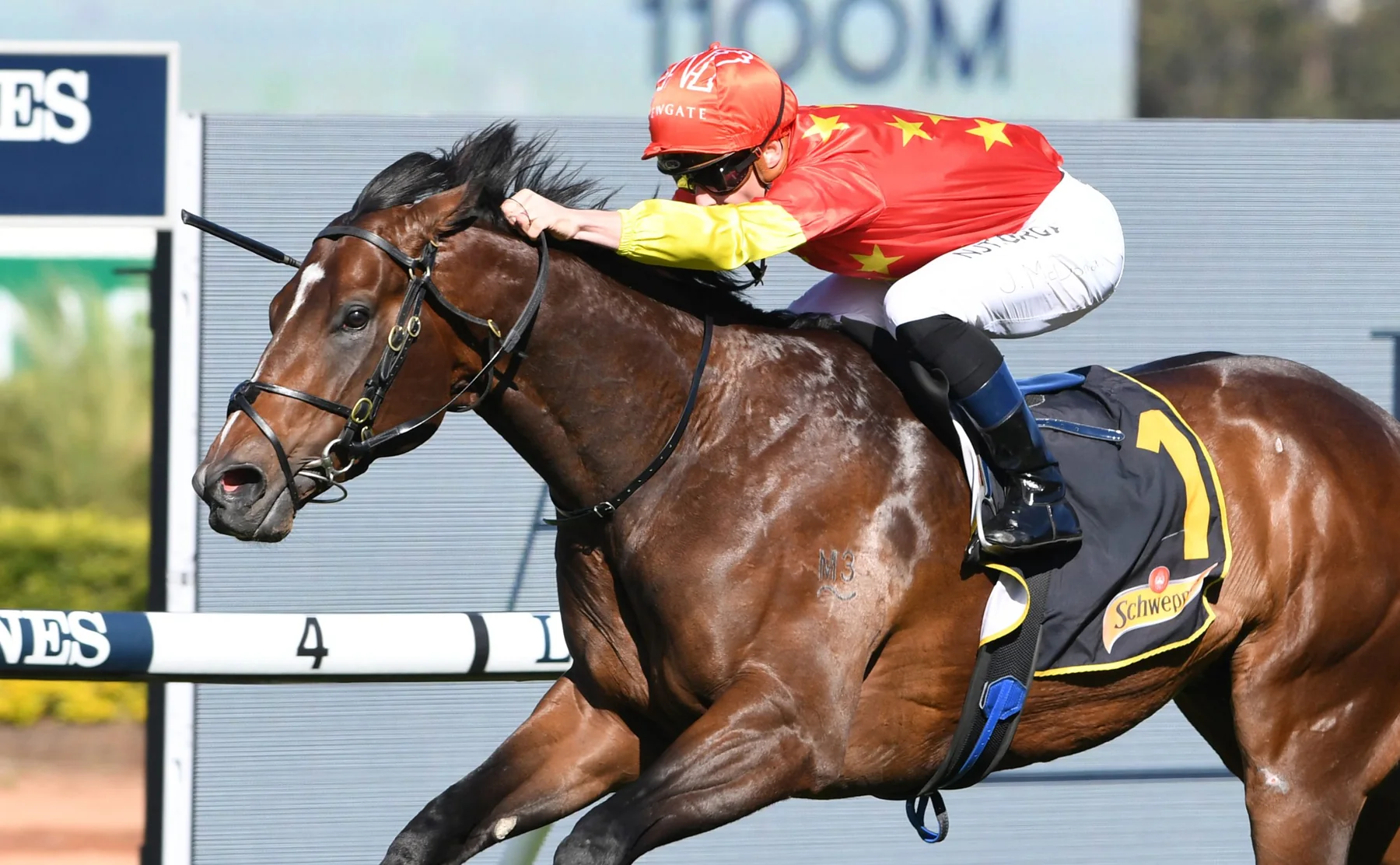 Wild Ruler in an official Newgate Stud Farm gallery photograph