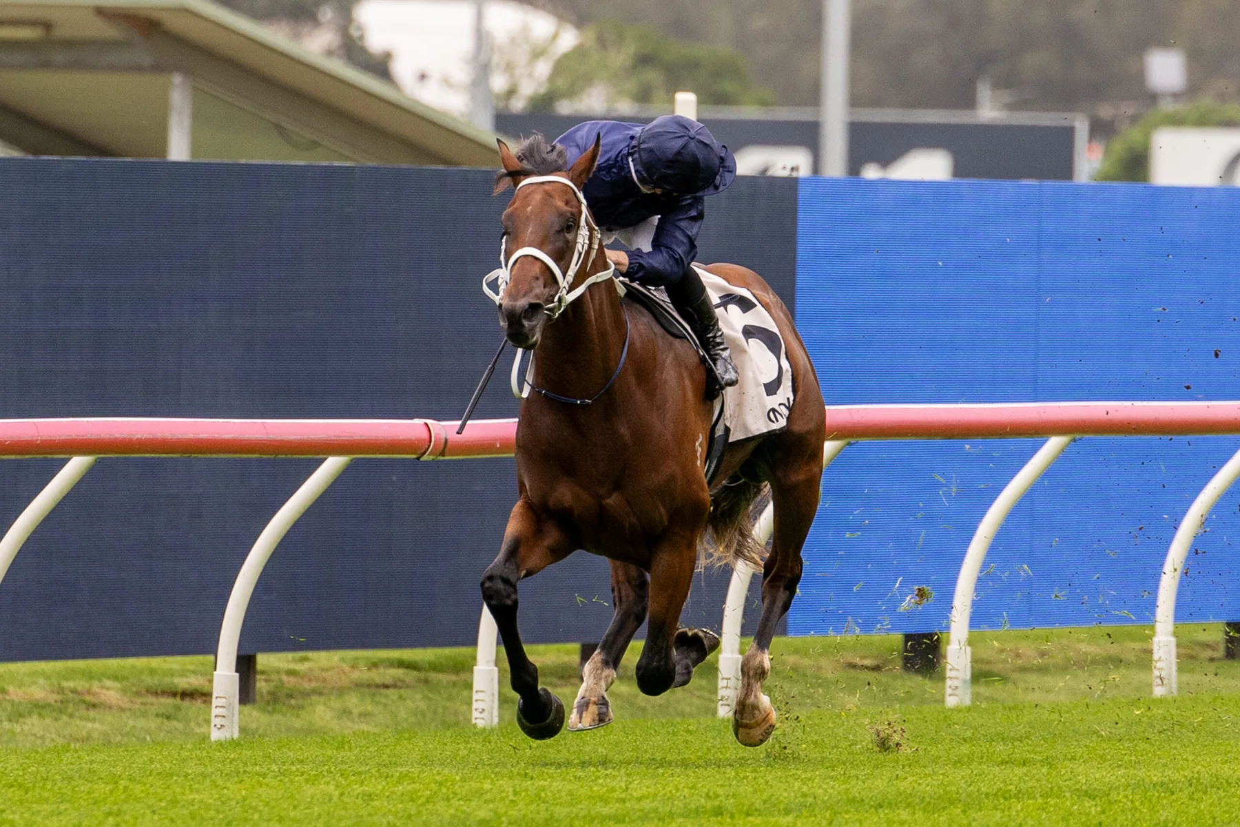 Wodeton standing in a full-body conformation photograph at Newgate Stud Farm
